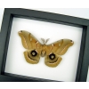 Resting Antheraea polyphemus male XL Real Framed Silk moth Classic Black Display