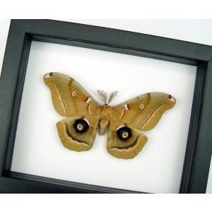 Resting Antheraea polyphemus male XL Real Framed Silk moth Classic Black Display