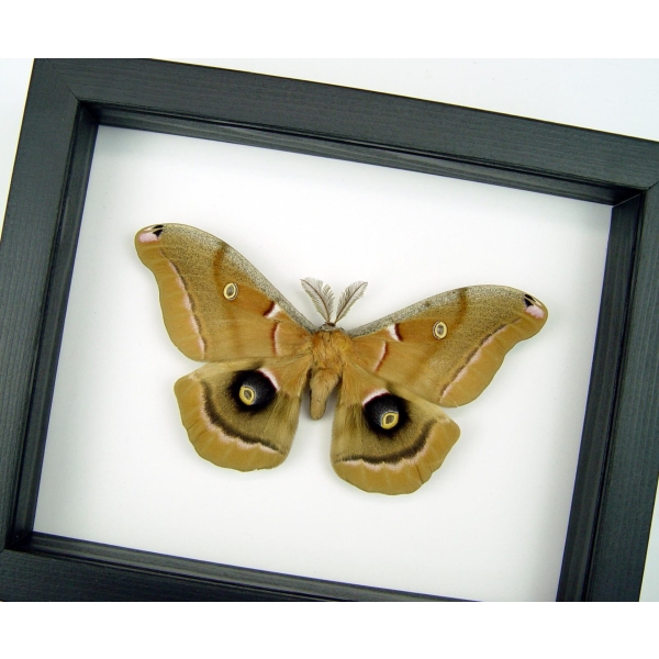 Resting Antheraea polyphemus male XL Real Framed Silk moth Classic Black Display