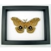 Resting Antheraea polyphemus male XL Real Framed Silk moth Classic Black Display