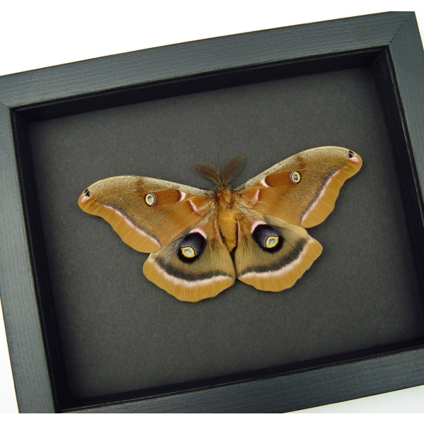 Antheraea polyphemus male Moth XL Resting Real Framed Taxidermy Moonlight Display