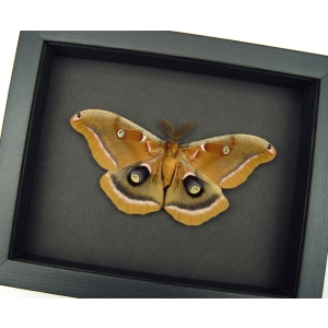 Antheraea polyphemus male Moth XL Resting Real Framed Taxidermy Moonlight Display