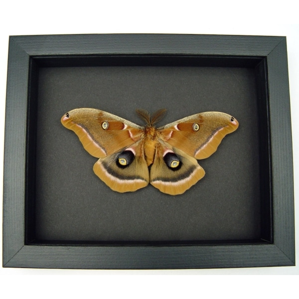 Antheraea polyphemus male Moth XL Resting Real Framed Taxidermy Moonlight Display