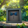 Real Blue Purple Damselfly Framed Insect Taxidermy Moonlight Display