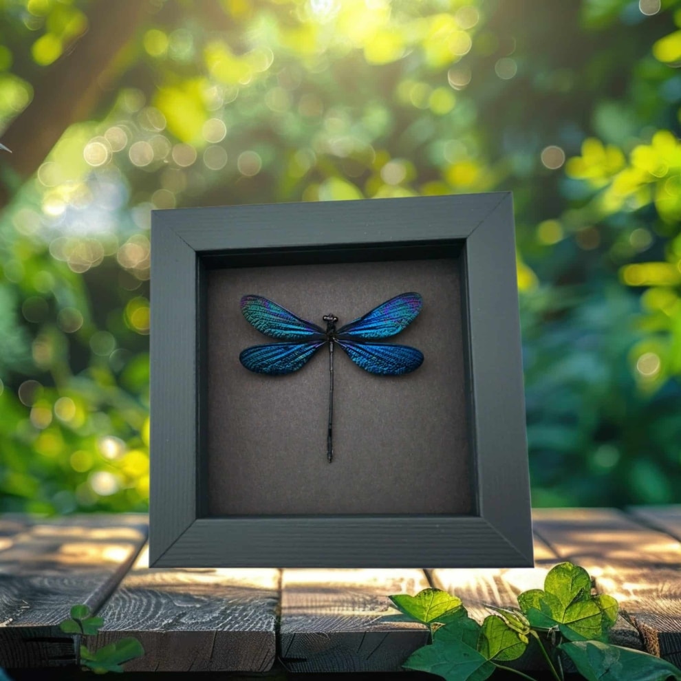 Real Blue Purple Damselfly Framed Insect Taxidermy Moonlight Display