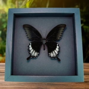 Giant Black Swallowtail Butterfly Papilio Ascalaphus Framed Taxidermy Moonlight Display