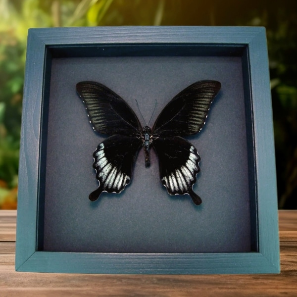 Giant Black Swallowtail Butterfly Papilio Ascalaphus Framed Taxidermy Moonlight Display Giant Black Swallowtail Butterfly Papilio Ascalaphus Framed Taxidermy Moonlight Display