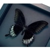 Giant Black Swallowtail Butterfly Papilio Ascalaphus Framed Taxidermy Moonlight Display