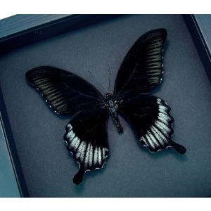 Giant Black Swallowtail Butterfly Papilio Ascalaphus Framed Taxidermy Moonlight Display