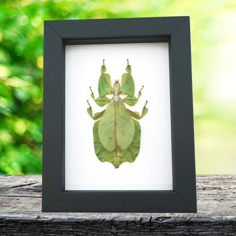 Yellow Green Leaf Insect Phyllium Pulchrifolium Female Framed Taxidermy Classic Black Display Yellow Green Leaf Insect Phyllium Pulchrifolium Female Framed Taxidermy Classic Black Display