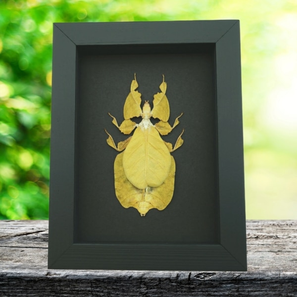 Yellow Green Leaf Insect Phyllium Pulchrifolium Female Framed Taxidermy Moonlight Display