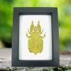 Yellow Green Leaf Insect Phyllium Pulchrifolium Female Framed Classic Black Display
