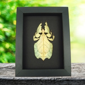 Pale Green Yellow Leaf Insect Phyllium Pulchrifolium Female Framed Taxidermy Moonlight Display