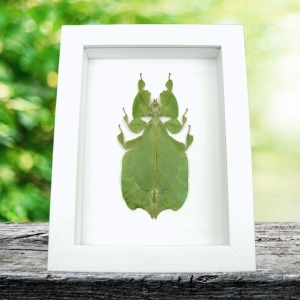 Green Leaf Insect Phyllium Pulchrifolium Female Framed Taxidermy Vibrant White Display