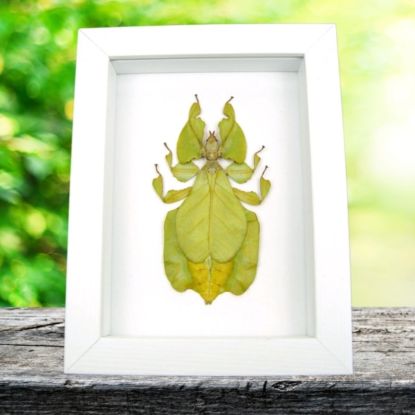 Yellow Green Leaf Insect Phyllium Pulchrifolium Female Framed Taxidermy Vibrant White Display