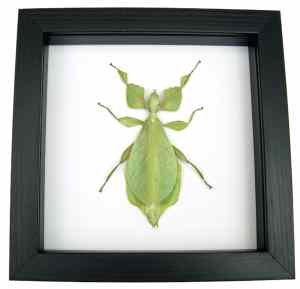 Phyllium celebicum Green Leaf Mimic Insect Framed Taxidermy Classic Black Display