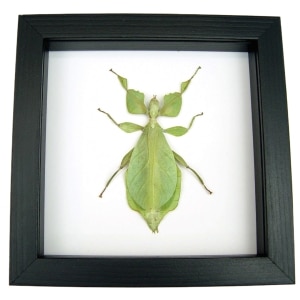 Phyllium celebicum Green Leaf Mimic Insect Framed Taxidermy Classic Black Display