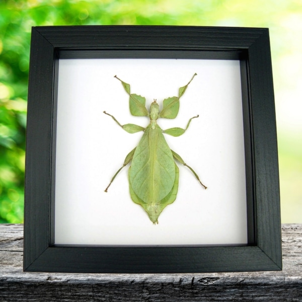 Phyllium celebicum Green Leaf Mimic Insect Framed Taxidermy Classic Black Display Phyllium celebicum Green Leaf Mimic Insect Framed Taxidermy Classic Black Display
