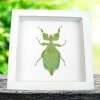 Phyllium celebicum Green Leaf Mimic Insect Framed Taxidermy Vibrant White Display