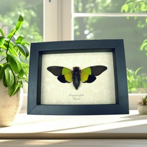 Trengganua sybylla Green Leaf Mimic Cicada Framed Insect Taxidermy Display