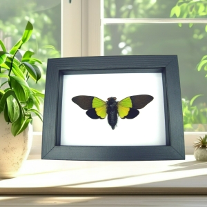 Leaf Green Cicada Trengganua sybylla Framed Taxidermy Classic Black Display