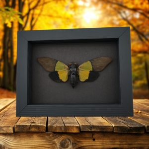 Green Leaf Mimic Cicada Trengganua sybylla Framed Taxidermy Moonlight Display