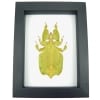 Yellow Green Leaf Insect Phyllium Pulchrifolium Female Framed Classic Black Display