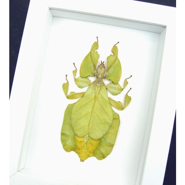 Yellow Green Leaf Insect Phyllium Pulchrifolium Female Framed Taxidermy Vibrant White Display