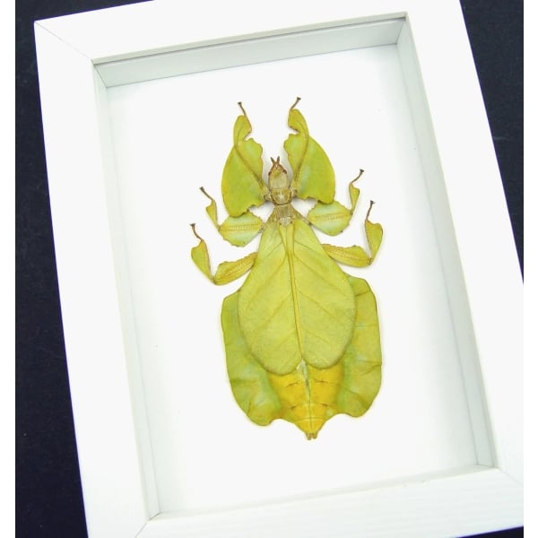 Yellow Green Leaf Insect Phyllium Pulchrifolium Female Framed Taxidermy Vibrant White Display