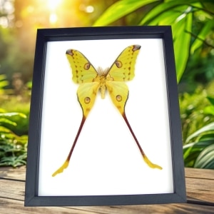 Giant Comet Moth Argema Mittrei Male Framed Taxidermy Classic Black Display
