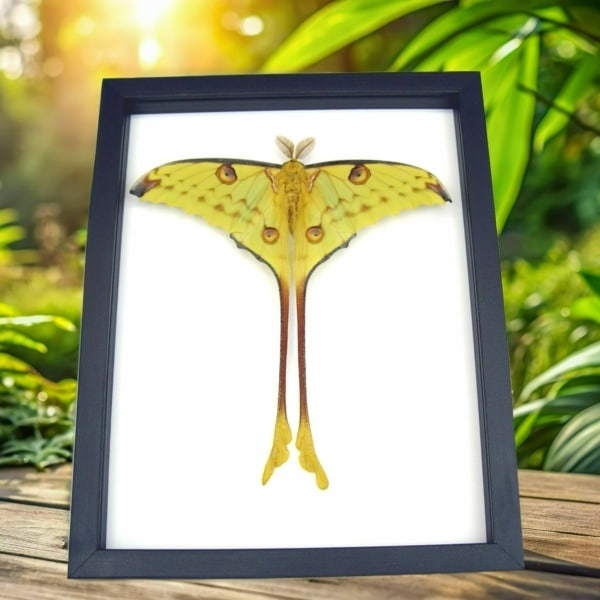 Resting Comet Moth Argema Mittrei Male Framed Taxidermy Classic Black Display