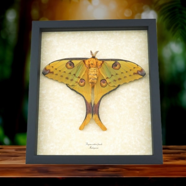 Resting Argema Mittrei female XLarge 5 1/2 inch Wingspan Framed Comet Moth