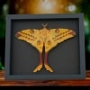 Resting Argema Mittrei female Comet Moth Framed Taxidermy Moonlight Display