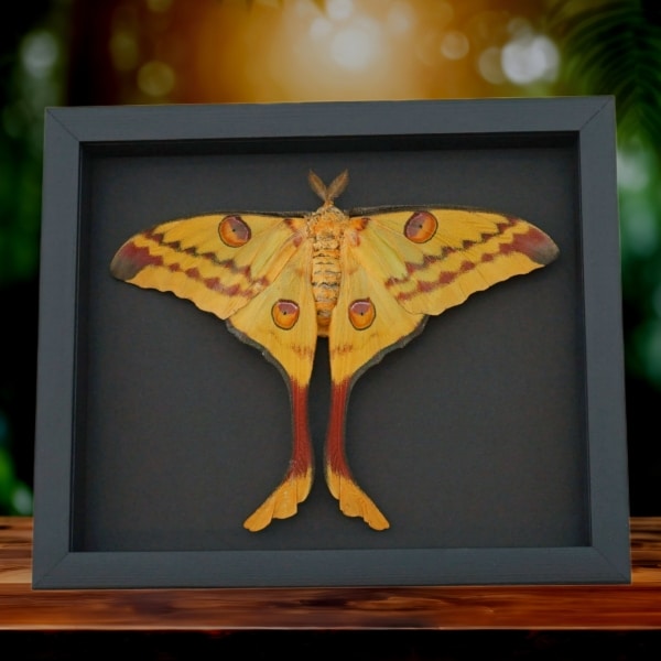 Resting Argema Mittrei female Comet Moth Framed Taxidermy Moonlight Display