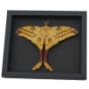 Resting Argema Mittrei female Comet Moth Framed Taxidermy Moonlight Display
