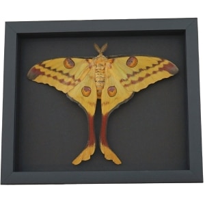 Resting Argema Mittrei female Comet Moth Framed Taxidermy Moonlight Display