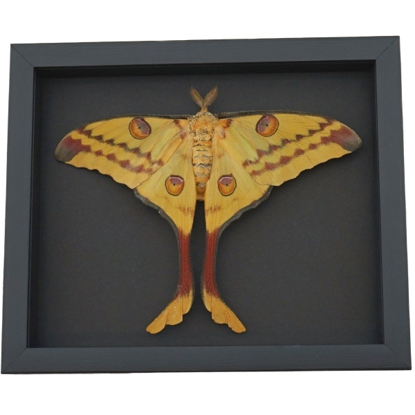Resting Argema Mittrei female Comet Moth Framed Taxidermy Moonlight Display