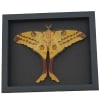 Resting Argema Mittrei female Comet Moth Framed Taxidermy Moonlight Display