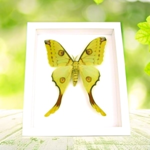 Comet Moth Argema Mittrei female Framed Taxidermy Vibrant White Display