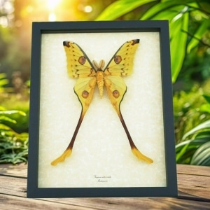 Giant Comet Moon Moth Argema Mittrei Male Framed Taxidermy Display