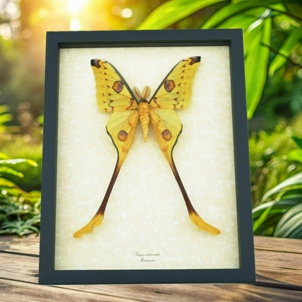 Giant Comet Moon Moth Argema Mittrei Male Framed Taxidermy Display