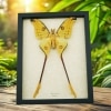 Giant Comet Moth XL Argema Mittrei Male Framed Madagascar Moon Moth