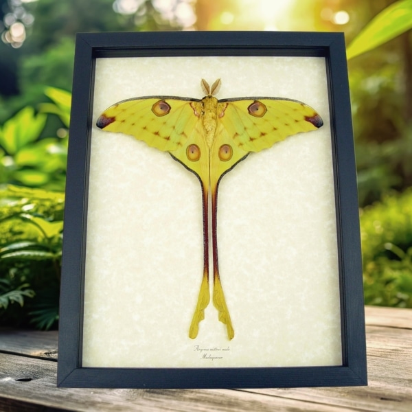 Resting Comet Moth Argema Mittrei Male Framed Moon Moth Taxidermy Display