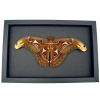 Resting Atlas Moth Attacus Atlas Male Large Real Framed Taxidermy Moonlight Display