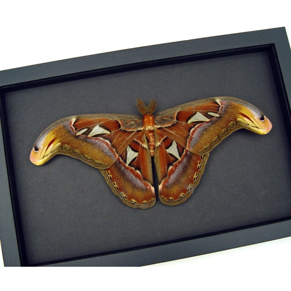Resting Atlas Moth Attacus Atlas Male Large Real Framed Taxidermy Moonlight Display