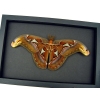 Resting Atlas Moth Attacus Atlas Male Large Real Framed Taxidermy Moonlight Display