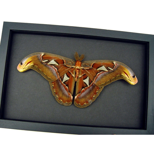Resting Atlas Moth Attacus Atlas Male Large Real Framed Taxidermy Moonlight Display