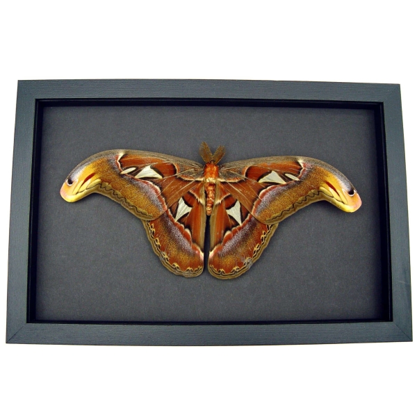 Resting Atlas Moth Attacus Atlas Male Large Real Framed Taxidermy Moonlight Display