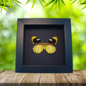 Delias splendida Female Butterfly Rare Yellow Framed Taxidermy Moonlight Display
