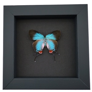 Evenus Regalis Female Butterfly Regal Hairstreak Framed Taxidermy Moonlight Display
